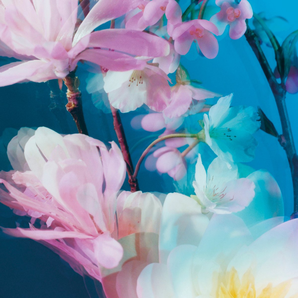 jomalone-blossoms-20230317-