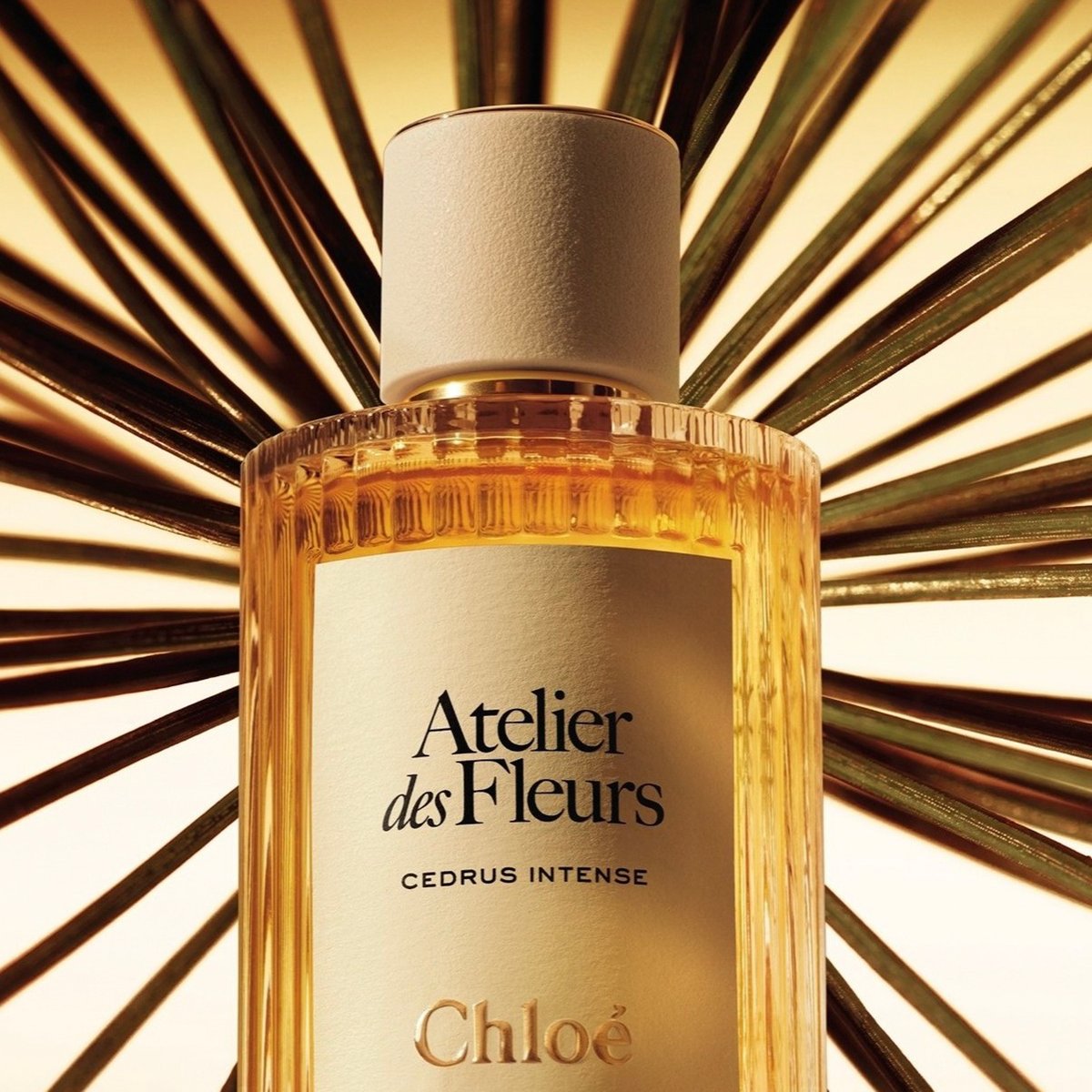 クロエ」アイコニックなフレグランスの象徴的なシダーの香りが新たな次元へ