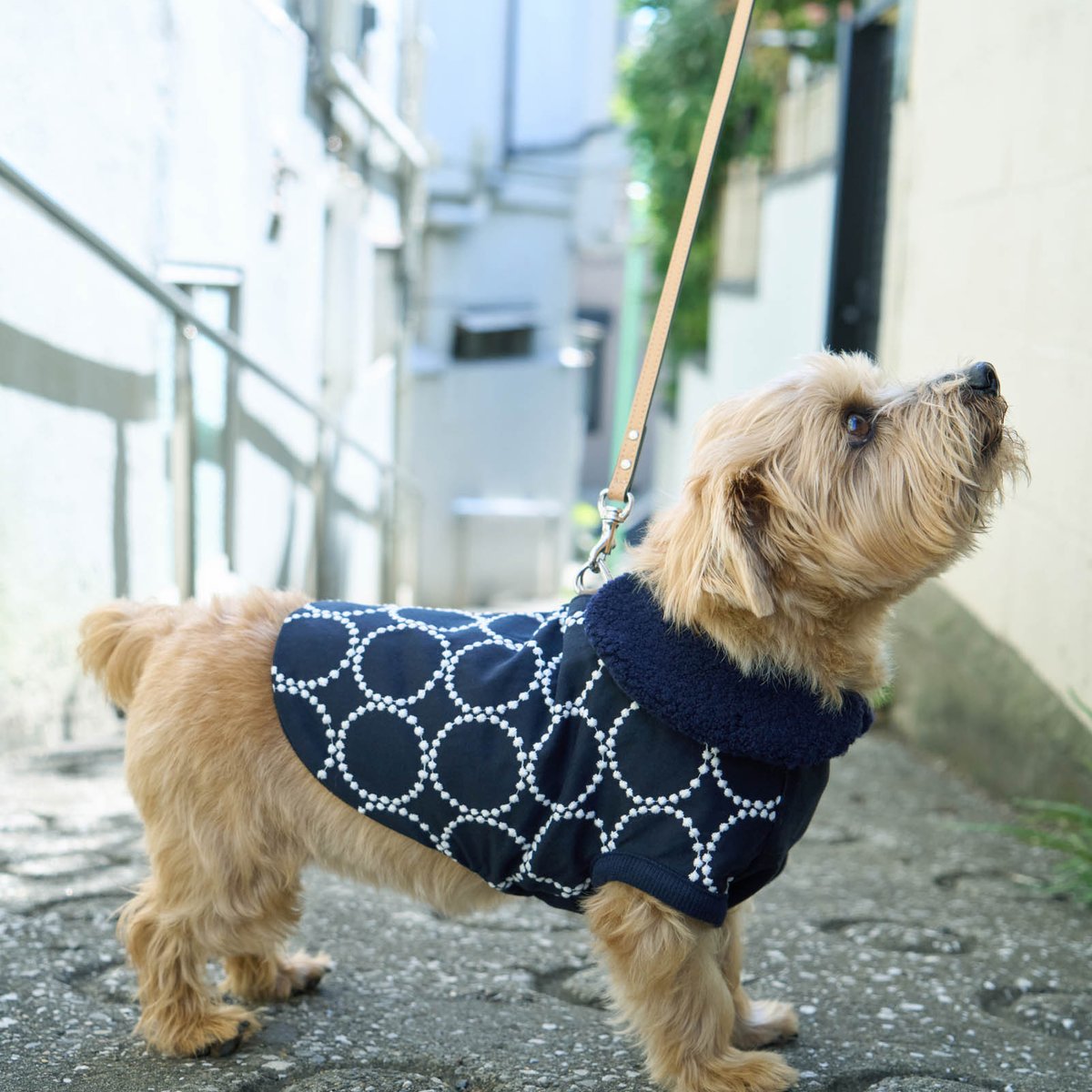 ミナ ペルホネンが犬用アイテムを発売、コットンジャカード素材を採用