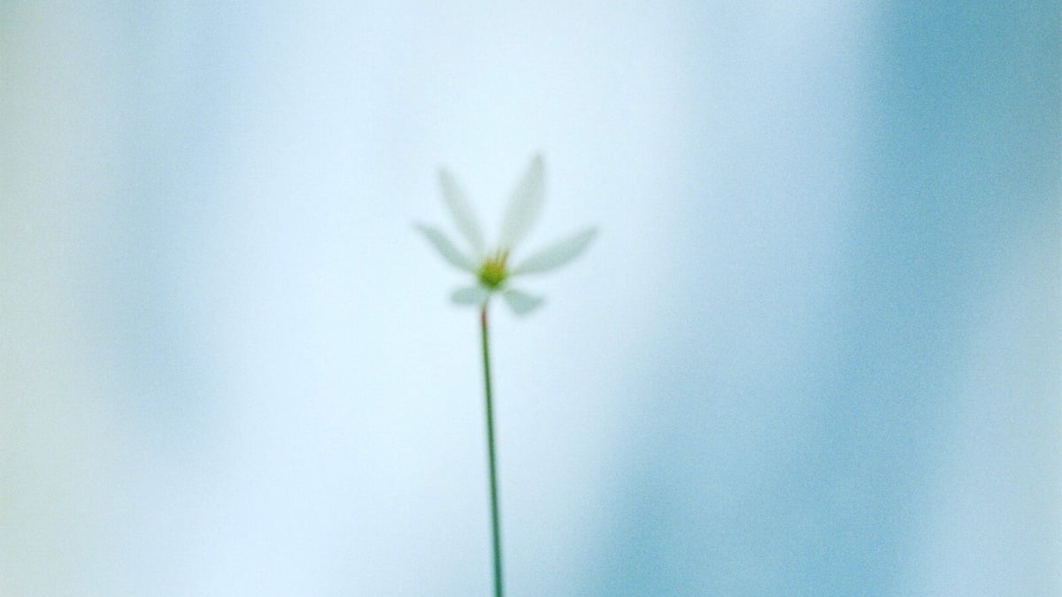 真っ直ぐに佇む花々を記録、写真家の野口恵太による写真展「無自覚の美