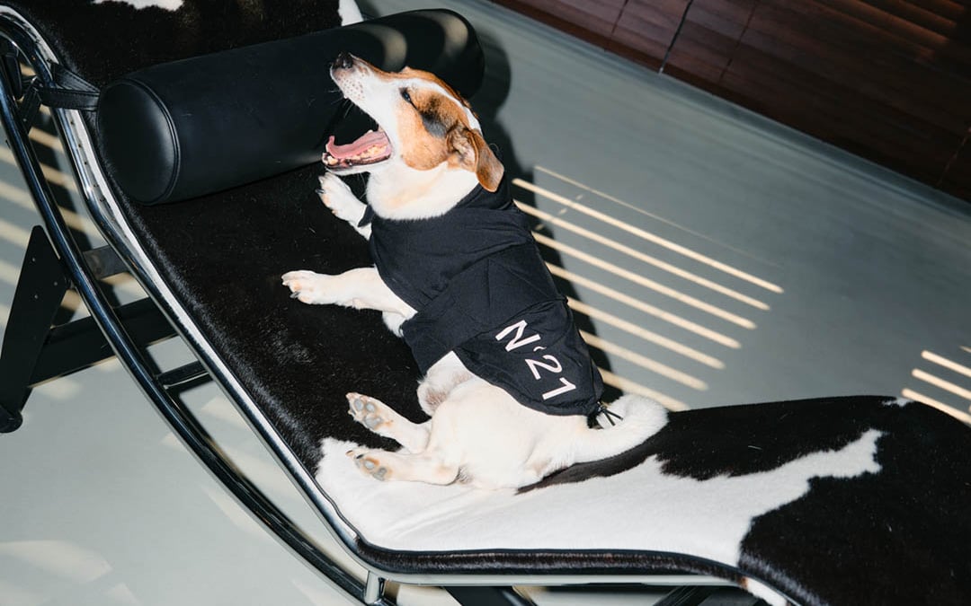 N°21×ペギオン、中綿入りの犬用コートを発売 伊勢丹新宿でポップアップ開催