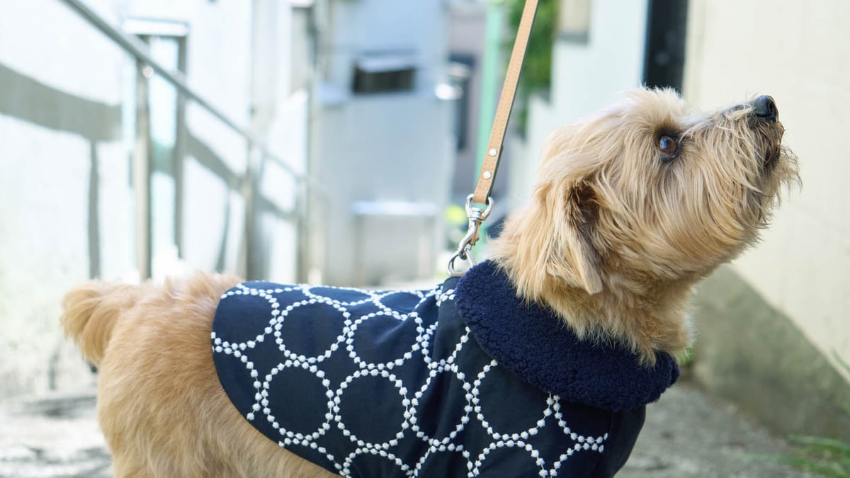 ミナ ペルホネンが犬用アイテムを発売、コットンジャカード素材を採用