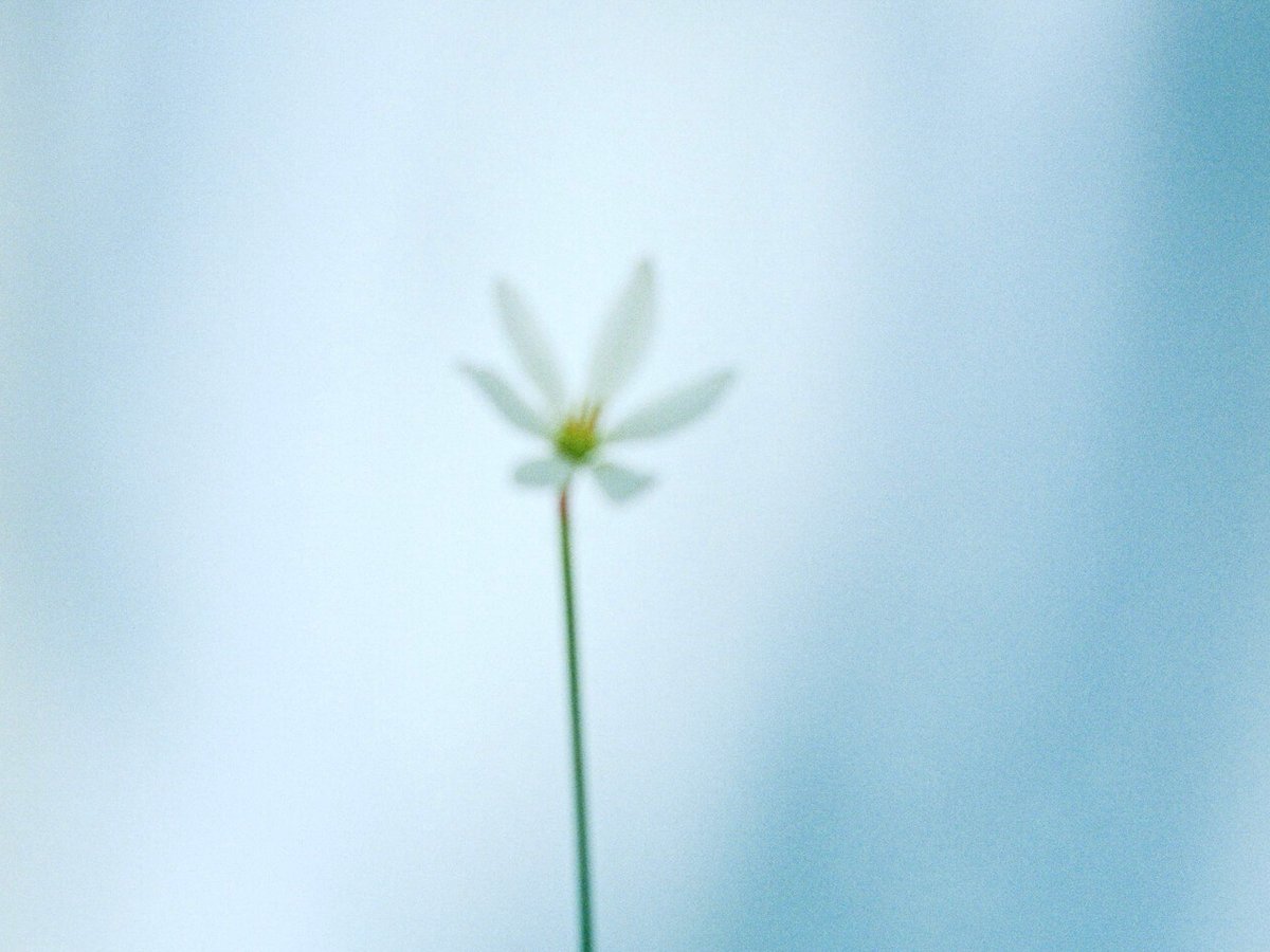 真っ直ぐに佇む花々を記録、写真家の野口恵太による写真展「無自覚の美 