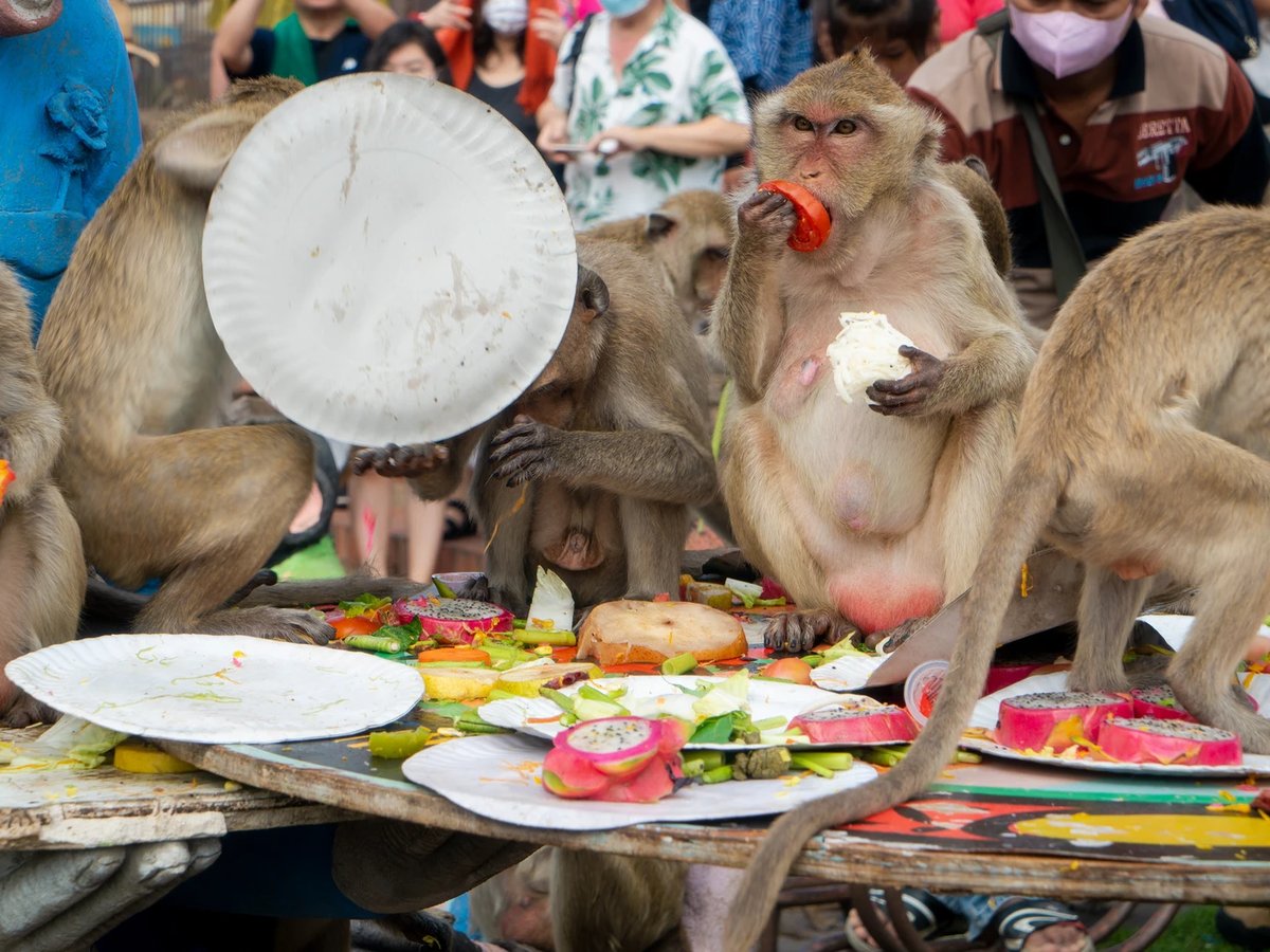 レア　ロイヤルクラウンダービー　モンキー　アンドベイビー　フィギュリン　さる　猿 金色の子猿 愛知県犬山市の日本モンキーセンター付…：世界の動物たち