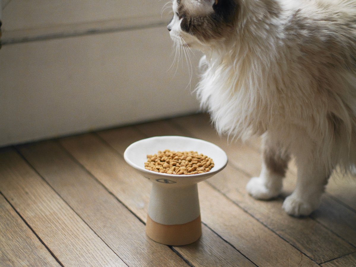 Madoka Rindal マドカリンダル CAT BOWL-