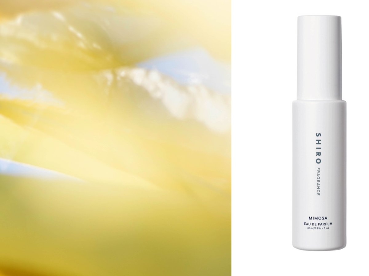 shiro-mimosa20240206-top2-