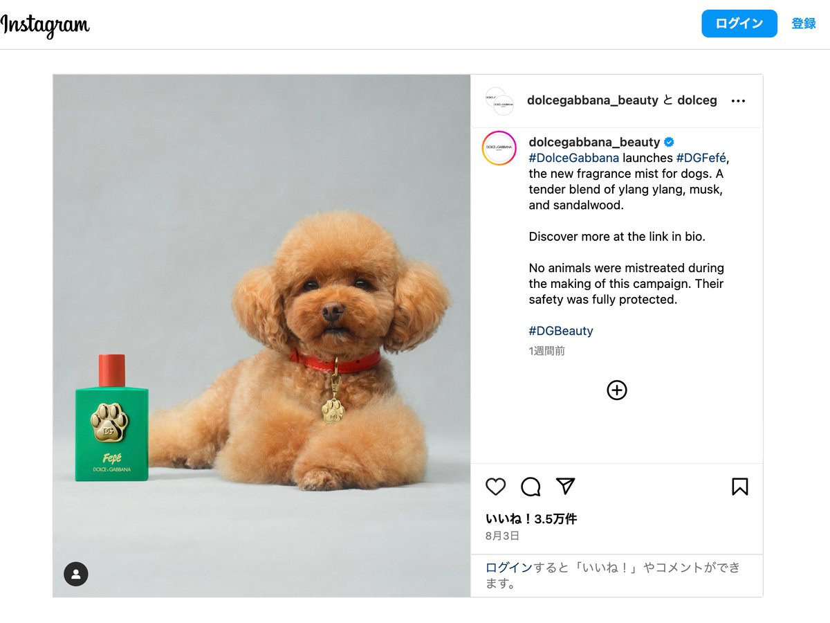DOLCE & GABBANA ワンちゃんフレグランスFEFE Dolce&Gabbana Fefé Fragrance Mist for Dogs | Nordstrom