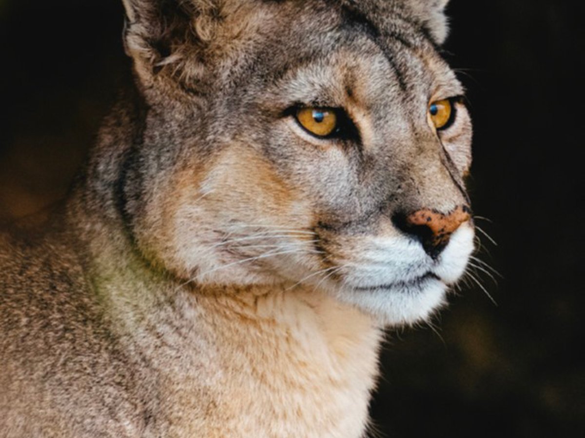 dior-wwf-puma-20250908-