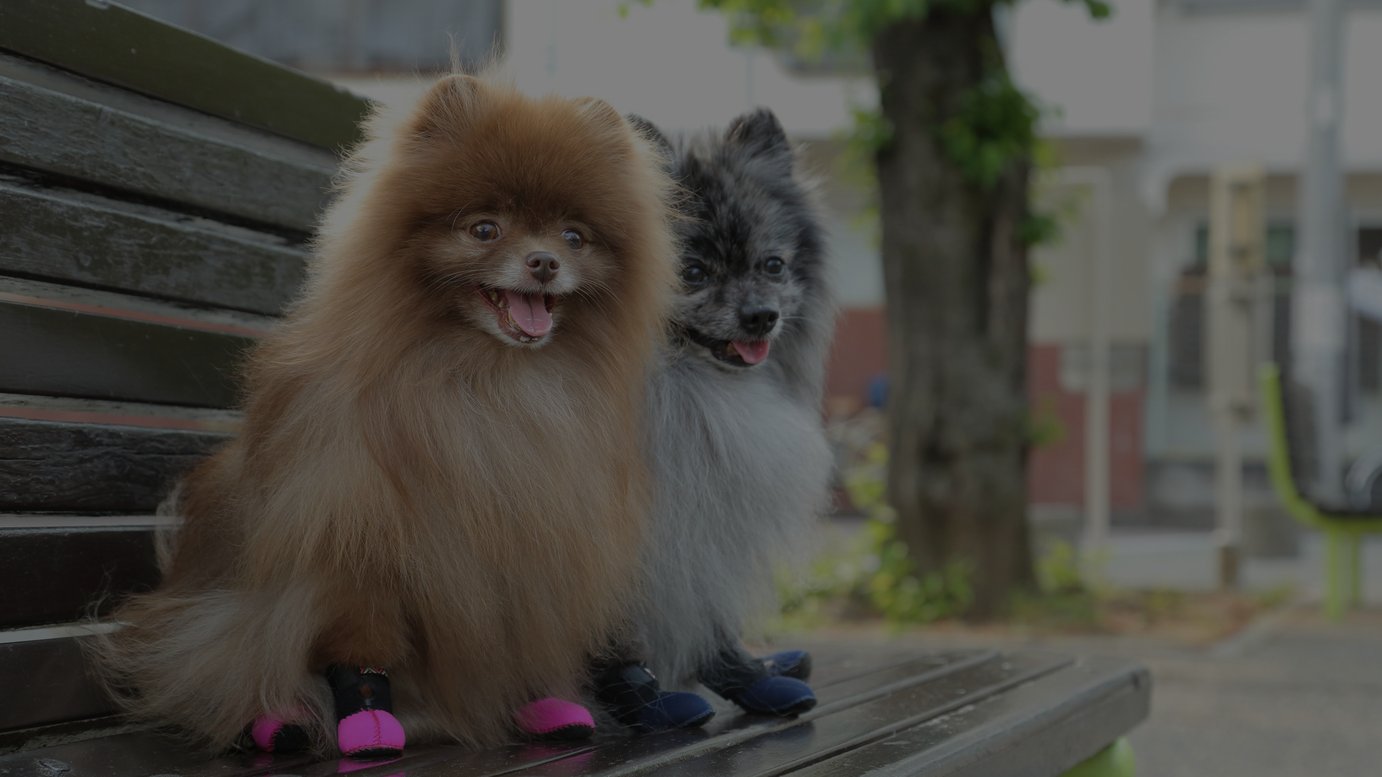 小型犬向けの人気商品「ふかふかフィットドッグブーツ（Fuka Fuka Fit Dog Boots）」