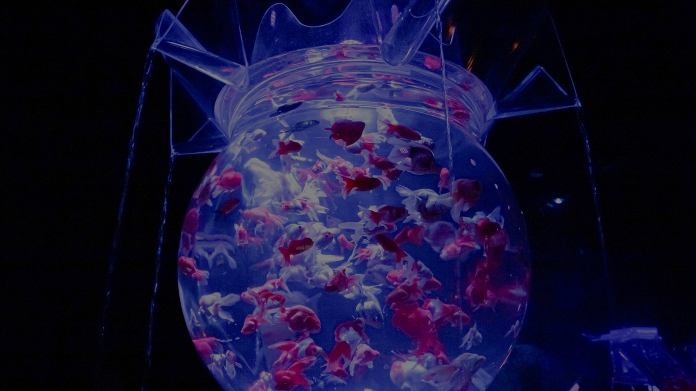 日本橋の アートアクアリウム美術館 が閉館 リニューアル移転を発表