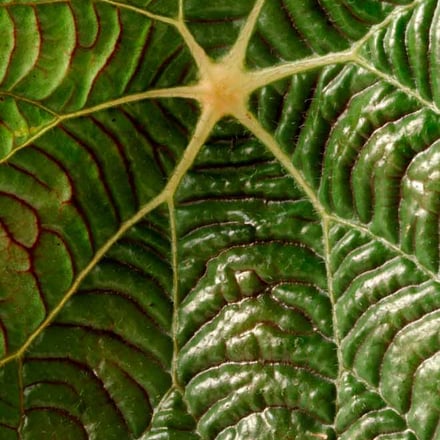 プラントハンター西畠清順が 文様 テーマに世界の植物を紹介