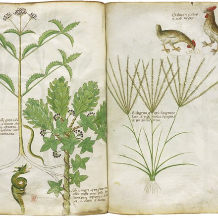 「薬草書」15世紀 大英図書館蔵 ©British Library Board