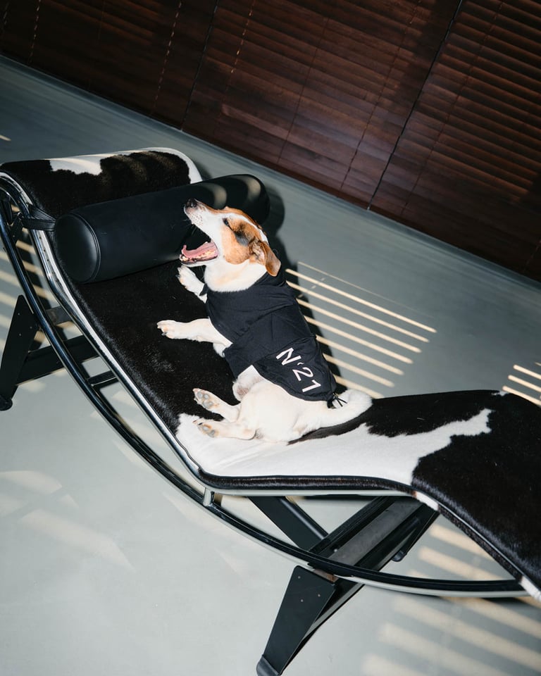 N°21×ペギオン、中綿入りの犬用コートを発売 伊勢丹新宿でポップアップ開催