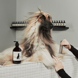 イソップが愛犬と参加できるイベント「イソップ パウ パーラー」を開催