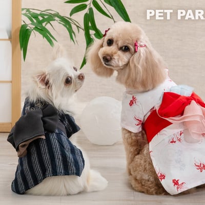 犬の着用画像