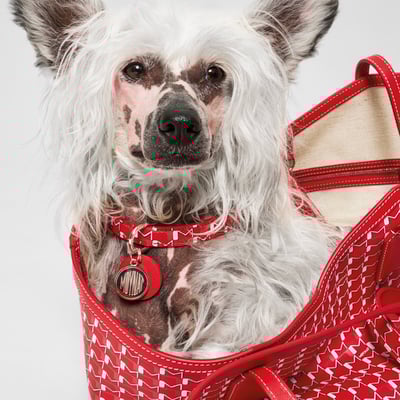 MOYNAT M canvas - Pet Collection　ヴィジュアル画像