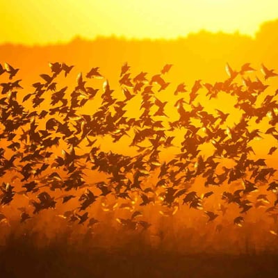 新プロジェクトのイメージ画像