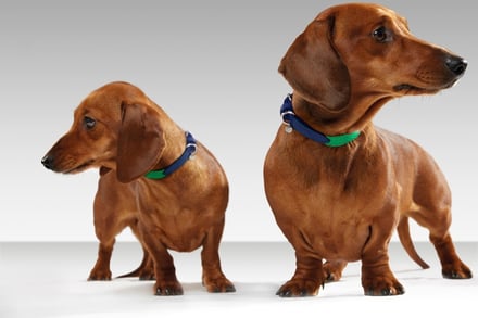 犬用品 Mungo and&Maud uk 発 モードなドックWear リード首輪セット