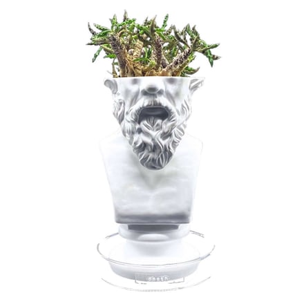 emeth 植物　ブランド　石膏像