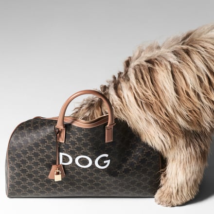 セリーヌ新作ドッグコレクションでバッグに顔を入れた犬のヴィジュアル