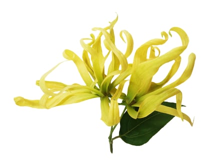黄色いイランイランの花