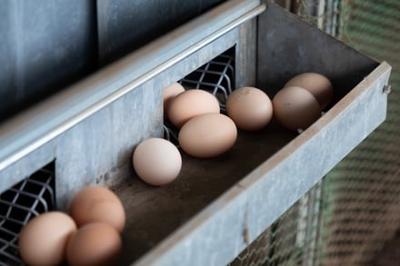 木更津のサステナブルファーム「クルックフィールズ」にオープンする宿泊ヴィラ「コクーン」のレストランで提供される卵