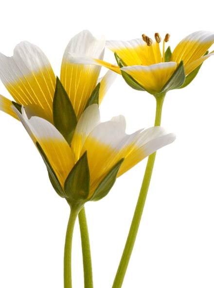 3輪の黄色とシロのグラデーションが美しい花