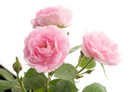 3輪のピンクのバラ