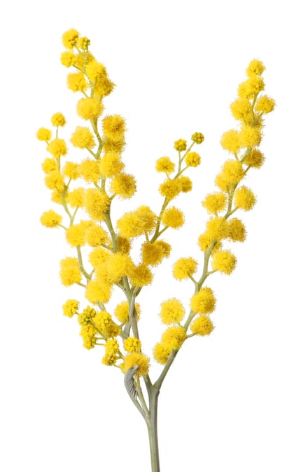 黄色の小さな花がたくさん付いた花