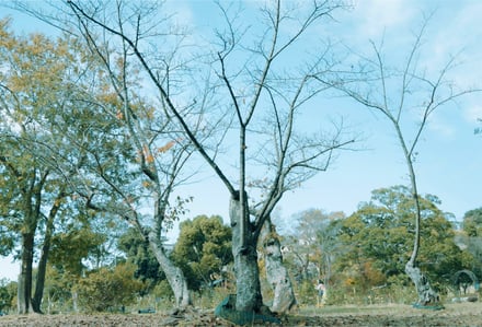 ソメイヨシノを守る活動をイメージした桜の木の写真