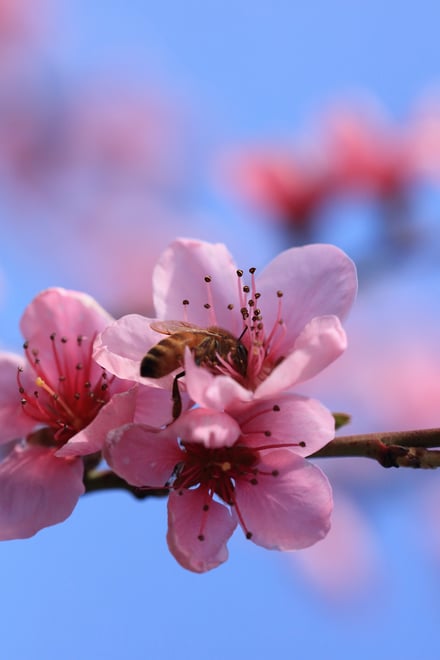 ピンクの花の真ん中に蜂が映る写真
