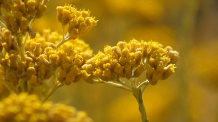 黄色い小粒の花