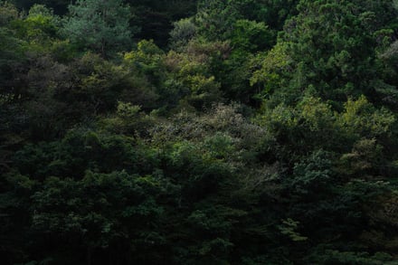 森の画像