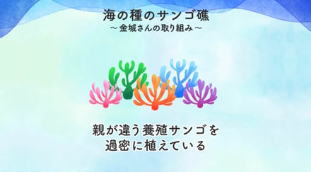 コーセーがプロジェクトで撮影したサンゴの大規模産卵の風景