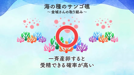 コーセーがプロジェクトで撮影したサンゴの大規模産卵の風景