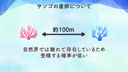 コーセーがプロジェクトで撮影したサンゴの大規模産卵の風景