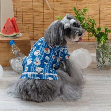 犬の着用画像