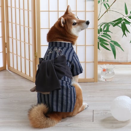 犬の着用画像