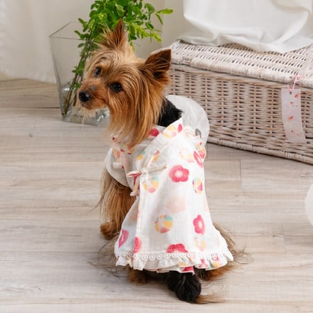 犬の着用画像