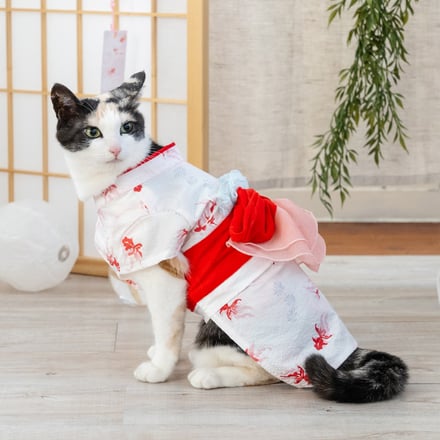 猫の着用画像