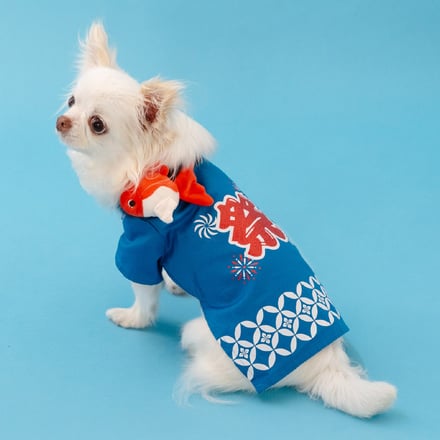 犬の着用画像