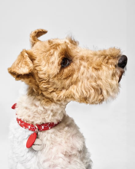 MOYNAT M canvas - Pet Collection　ヴィジュアル画像