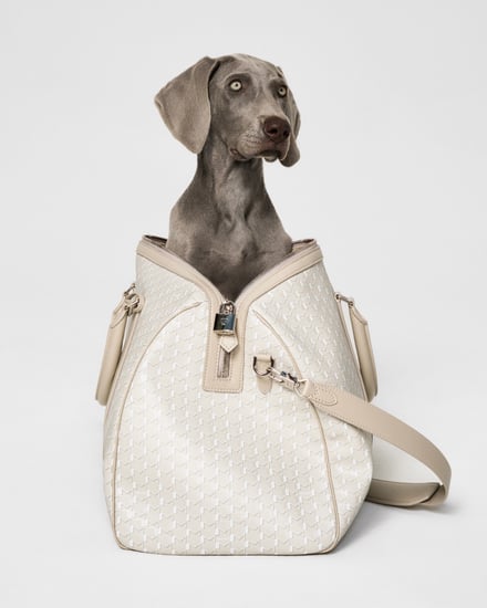 MOYNAT M canvas - Pet Collection　ヴィジュアル画像