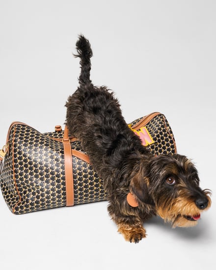 MOYNAT M canvas - Pet Collection　ヴィジュアル画像