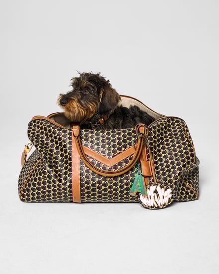 MOYNAT M canvas - Pet Collection　ヴィジュアル画像