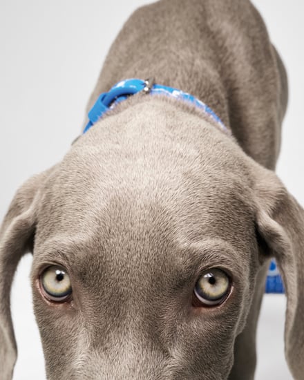 MOYNAT M canvas - Pet Collection　ヴィジュアル画像