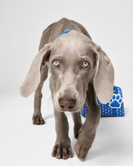 MOYNAT M canvas - Pet Collection　ヴィジュアル画像