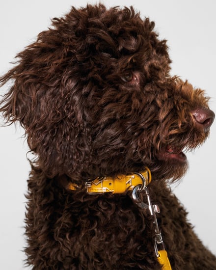 MOYNAT M canvas - Pet Collection　ヴィジュアル画像