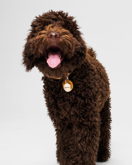 MOYNAT M canvas - Pet Collection　ヴィジュアル画像