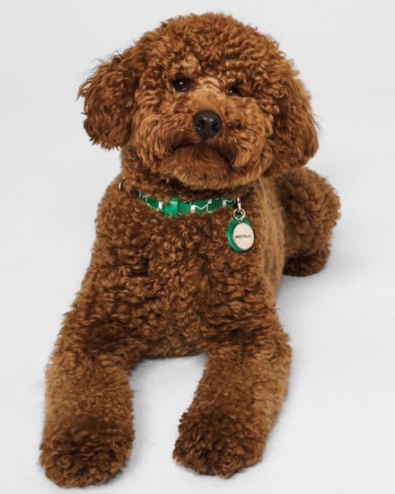 MOYNAT M canvas - Pet Collection　ヴィジュアル画像